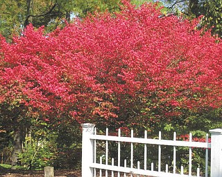 Cathy Hinderliter of Canfield submitted this photo of a Burning Bush at Mill Creek Park.