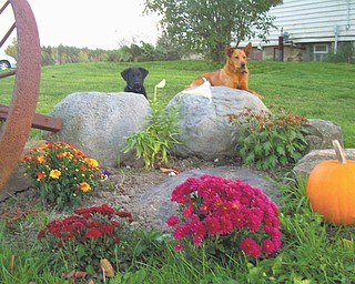 Yogi, left, gets some training from his pal Sparky near some hardy mums. Photo sent in by Stephanie Sanders of North Jackson.