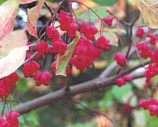 Margaret Floyd of Youngstown submitted this picture taken at Mill Creek Park last month.