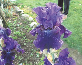 Here's a closer look at a Reblooming Iris, called Rosalie, submitted by George Shedd of Hubbard.