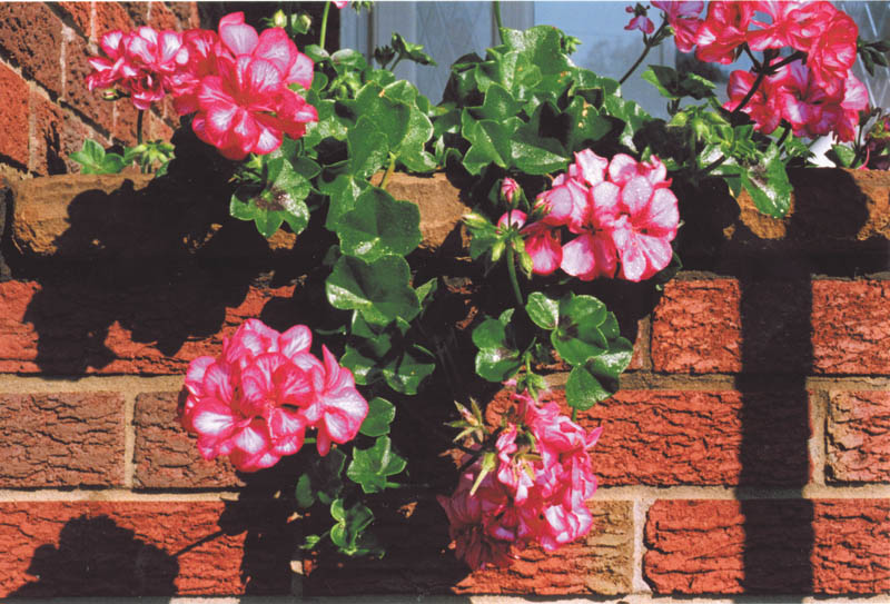 Photo detail