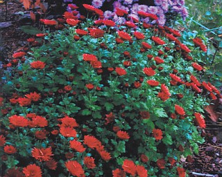 Lana VanAuker of Canfield shared these beautiful mums for this month's feature.