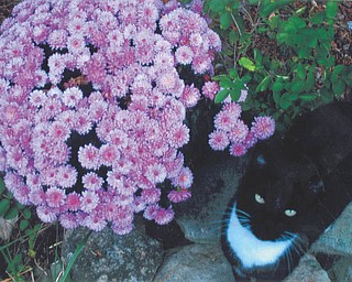 Lana VanAuker of Canfield sent this picture of her kitty "Tuxedo" admiring her beautiful mums.