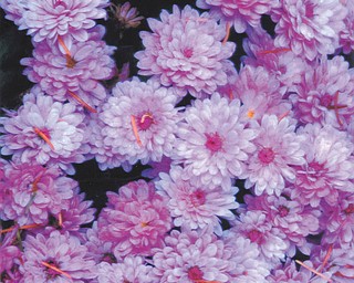 Lana VanAuker of Canfield shared these beautiful mums for this month's feature.