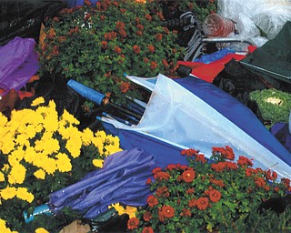 Lana VanAuker of Canfield shared this picture of the mums and umbrellas outside the Covelli Center during the Clinton/Biden event.