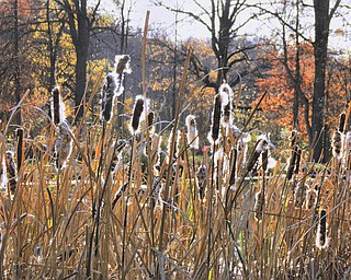 Annette McCarthy of Austintown sent us this picture of cattails that look quite interesting against the background of fall leaves and a pond. She took it in Berlin Center.