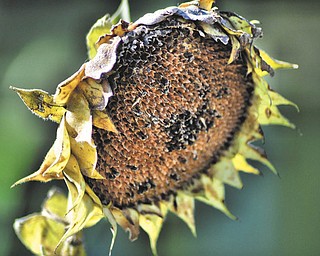 Annette McCarthy of Austintown shot this photo, "Expired Sunflower," at a friend's place in Berlin Center in early October.
