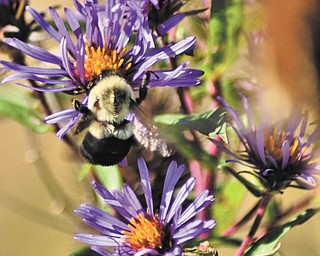 Annette McCarthy of Austintown shot this photo of purple wildflowers in the woods at Berlin Center in early October. She says the bee was an added bonus.