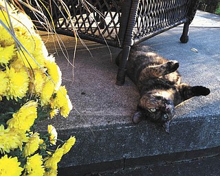 Connie Bostardi of Hubbard snapped this photo of Snickers sunning herself next to the mums.