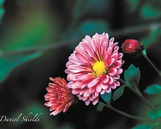 Photo submitted by Dan Shields of Canfield.