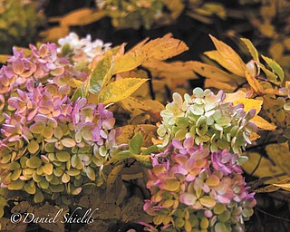 Photo submitted by Dan Shields of Canfield.