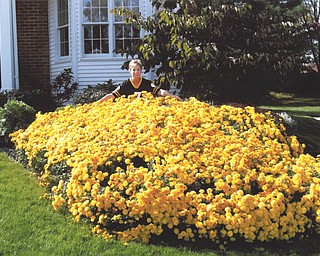 If mum's the word, then this is one huge word! Tevis DiMascio of Boardman sent in this photo, explaining that this abundance of mums started as a single 4-inch potted mum that was planted 22 years ago. Today, it measures 7 feet by 9 feet of blooming beauties.