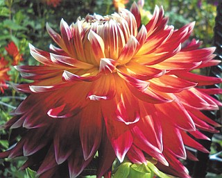 Doxie Damico of Youngstown sent in this photo of a brilliantly colored mum that was taken in early October at Fellows Riverside Gardens.