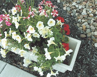 The residents of Girard Manor in Girard planted these beautiful flowers. Photo sent in by Grace Leash of Girard Manor.