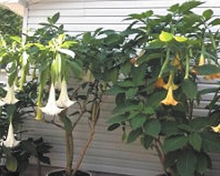 Barbra Nasci of Brookfield sent in this photo of angel trumpets, her favorite fall flowers.