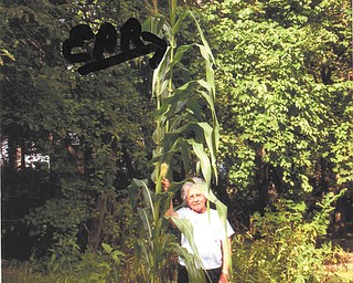 Amelia Filey of Youngstown holds one of two ears of corn on a 14-foot-tall cornstalk grown by her husband, Lyle, who submitted this photo. The other ear is near the top of the stalk.