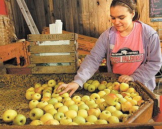 McKayla Gaus, a ninth-grader at Austintown Fitch High School, sorts through apples to pull out the bad ones at Hartford Apple Orchard. McKayla was part of a group of Fitch students who came to the orchard Tuesday to learn skills needed to be successful in the workplace.