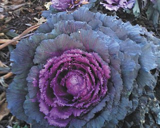 Mary Beth Czifra sent this picture of the cabbage flowers grown in the front yard of the Mineral Ridge home of her father, Louis Czifra.