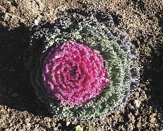 Peggy Kollar of Struthers sent this picture of her flowering cabbage.