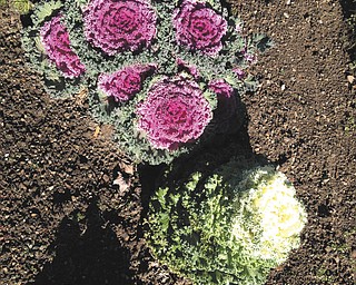 Peggy Kollar of Struthers sent this picture of her flowering cabbage.