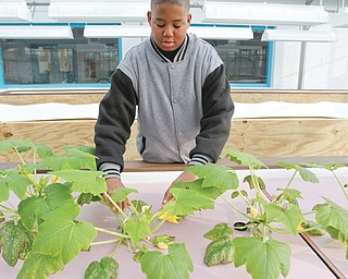 Antwan Anderson, a student at Choffin Career and Technical Center, checks his squash plants that are thriving in beds at the school. The plants are part of the aquaponics program. Aquaponics is the raising of fish and plants in a closed ecosystem.