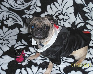 Dianalyn Thomas of Youngstown says, Charlie Brown, her 3-year-old Pug, is waiting for his "Valentine pugs and kisses."