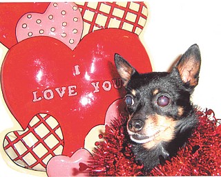 Melody and Larry Province of Sharon, Pa., submitted this photo of their favorite Valentine, their Chihuahua-Pomeranian mix. "Gizmo, our Chiapom, has been our Valentine for seven years now," they said.