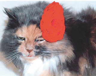 Nutmeg sports a red bow. Photo by Lana VanAuker of Canfield.