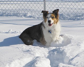 Shelby is all smiles playing in the snow. Christopher Toth of Austintown is Shelby's owner. The photo was submitted by Barbara Toth.