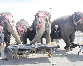 Four elephants with Ringling Bros. and Barnum & Bailey circus devour white bread, rolls and bagels on their way to an easy food-eating victory over three Youngstown police officers and an official with the city’s police athletic league who ate doughnuts.