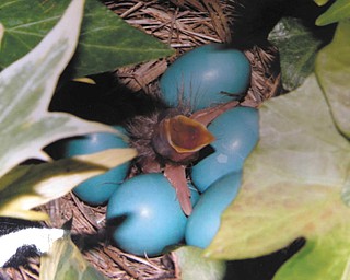 Bert Toth of Boardman sent this photo in, writing, "This robin made her nest in an ivy potted plant on our deck last spring! My granddaughters love this photo. Thank you for letting me share this miracle of life!"