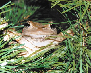 Here's a photo of a Cuban tree frog taken in a tree in the Boardman back yard of Bert Toth, who says, "Our granddaughter loves frogs, and loves this photo. I had it enlarged and framed for her. She loves nature!"