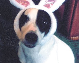 Sunny Osman of Boardman sent this picture of her Jack Russell terrier, Sparky.
