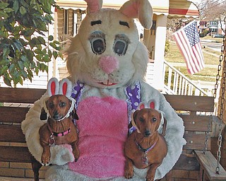 Amanda Zagorsky is the bunny, and she is holding Bella and Jude.......