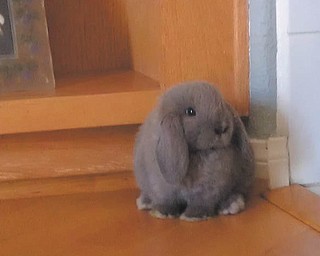 This photo of bunny Oliver Sloan from Santa Barbara, Calif., was submitted by Jeri Thomas of Hubbard.