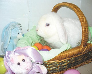 Holland Lop Lilly was sent by the Zedakers of Hubbard.