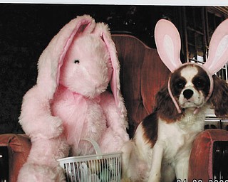 This is Abby. She is a 6-year-old Cavalier King Charles loved by Denise Loboy of Struthers. She enjoys snuggling up to her stuffed toys and never turns down the chance for a photo op.