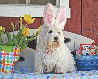 Owner Brenda Kiddon of Poland sent in this photo of "Echo," her Westie, who scored big with a basket of treats for Easter!