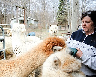 Beverly DeMario, owner of Pleasant Valley Alpaca Ranch in Girard, feeds her alpacas.