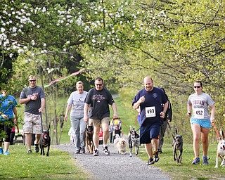 MADELYN P. HASTINGS | THE VINDICATOR
Over 150 people participated with their four legged friends at the 1st annual Tails on Trails 5K walk at Austintown Township Park. All proceeds benefit Friends of Fido Mahoning County Dog Pound.