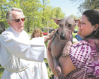 The Rev. Erwin Smuda, interim rector at St. James Episcopal Church in Boardman, blesses Roxie, a Mexican hairless, during Sunday’s Blessing of the Animals. At right is Roxie’s owner, Cynthia Parkhurst of Boardman.