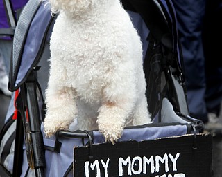 MADELYN P. HASTINGS | THE VINDICATOR
CC the Bichon dog, supports her owner, Karen Cessna of Warren at the Relay for Life in Warren. The Warren Relay for Life, the largest in the state in terms of money raised, was held on Courthouse Square in downtown Warren on May 10, 2013.