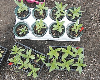 Liberty in Bloom, a volunteer-run organization that works to beautify the township, is in its 12th year. These plants are ready to be planted.