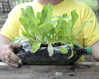 William D. Lewis\The Vindicator
Mason Carratt shows a 2 liter plastic bottle he turned into a lettuce planter near his garden on Hillman in Youngstown 6/10/13 He has cleaned up a vacant trash filled lot and planted a garden where he plans to offer produce to those in need.