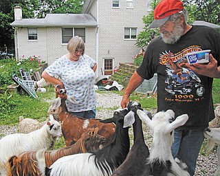 Gail and Paul Ross feed their goats at Ross Ranch on Collar Price Road in Hubbard. The couple has 20 miniature silky fainting goats, miniature Nubian goats and angora goats, all of which are friendly and love people, Gail said.