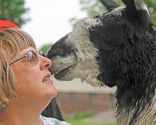Gail Ross receives a kiss from one of her llamas at Ross Ranch in Hubbard. She and her husband, Paul Ross, have owned Ross Ranch since 2000, and the farm now boasts more than 100 animals, including alpacas, llamas, goats and runner ducks.