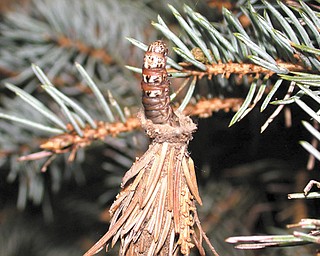 During July and August, bagworms may defoliate arborvitae, junipers and other trees and shrubs. Bagworms are caterpillars that live inside spindle-shaped bags which they construct to protect themselves against birds and other enemies.