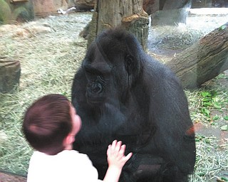 Nose to nose in a stare down with his favorite gorilla from the Columbus Zoo is Jaxson Davies, grandson of Dave and Nancy Palmer of Ellsworth, Ohio.