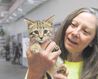 Diane Less, co-founder of Angels for Animals, holds a female kitten, named Vindy, who was found in June by Vindicator employees outside of the newspaper’s offices.
