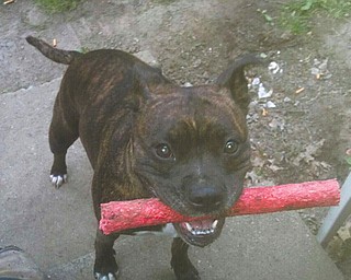 Precious, a Staffordshire bull terrier, is still missing. Police reports say that she may have been taken from her Girard home in a burglary Tuesday night along with five guns, some cash and loose change.